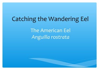 The American Eel
Anguilla rostrata
Catching the Wandering Eel
 