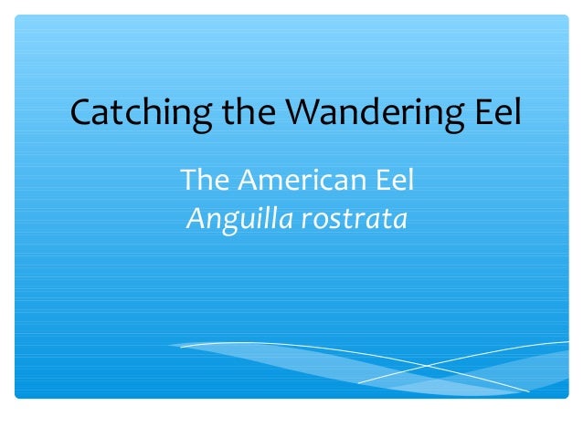The American Eel