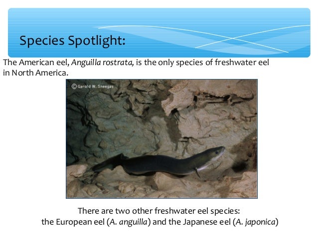 The American Eel
