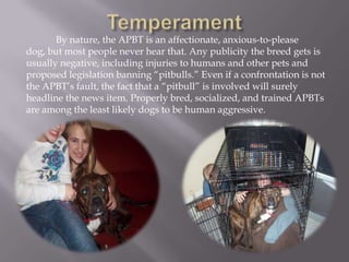 American PitBull Terriers	The Old Family Red Nose dogs out of Ireland started this trend. People started calling them, "Old Family Reds" and "Red noses" because they had a distinct red coat with red nose with golden eyes. This trend was since been carried on by pitbull owners referring to the dogs by their coat color or nose colors. Some of the common pitbull colors are:bluebrindleredmerlefawnwhite