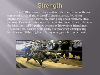 The Myths and FactsMyth: "Pit Bulls have locking jaws." Fact: The jaws of the Pit Bull are functionally the same as the jaws of any other breed, and this has been proven via expert examination.Myth: “Pit Bulls have more bite pressure per square inch (PSI) than any other breed.”Fact: This is absolutely false. The highest pressure recorded from the Pit Bull was 235 lbs. PSI.  The highest from the German Shepard was 238 lbs. PSI, and the highest from the Rottweiler was 328 lbs. PSI. The PSI tested in the Rottweiler is the highest on record for any domestic canine. 