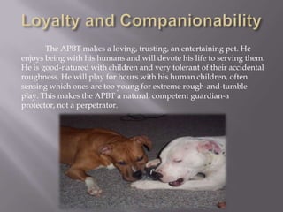 More Myths and FactsMyth: “The brains of Pit Bulls swell and cause them to go crazy”. Fact: Prior to the boom in Pit Bull popularity, the Doberman Pinscher was rumored to suffer from an affliction of the brain in which the skull became too small to accommodate a dog’s grey matter. This would, according to the rumor, cause the Doberman to go crazy, or “just snap” out of no where and attack their owner. This rumor could never be quantified, and indeed had no merit whatsoever. Now that the Doberman fad has run its course the Pit Bull has inherited the swelling brain myth. It is no truer now than it was during the Doberman’s fad days.