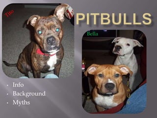 PitbullsTitoBellaJadeInfo