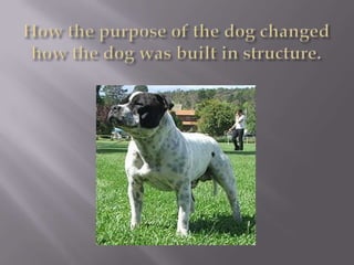 MythsThe History of the American PitBull TerrierJADE“Give a dog a bad name and hang him. The Virtues of the dog are his own; his vices, those of his master.” –Old English Proverb	Perhaps no breed of dog ever has been given as bad a name as the American Pitbull Terrier (APBT). The mere mention of the ambiguous term “pitbull” conjures images of a vicious and aggressive canine monster with a taste for small children. Likewise, “pitbull” owners are automatically tagged as promoters of the cruel and illegal practice of dog fighting.Nothing is further from the truth. In fact, the APBT was once one of the most respected and beloved breeds in the US. Ignorance and hype have fostered its negative reputation, putting the breed in a real danger of extinction. 