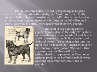 How the purpose of the dog changed how the dog was built in structure.
