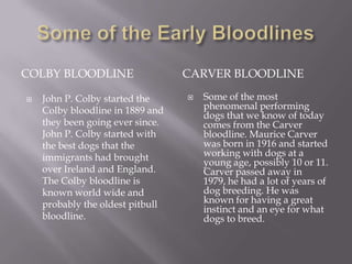 	The Staffordshire bull terrier had its beginnings in England many centuries ago when the bulldog and Mastiff were used for the sports of bull-baiting and bear-baiting; in the Elizabethan era, breeders produced large dogs for these sports but later on the 100–120 pound animal gave way to a small, more agile breed of up to 90 pounds.	The sport of dog fighting gained popularity in England in the early 19th century and a smaller, faster dog was developed. It was called by names such as "bulldog terrier" and "bull and terrier". The bulldog at that time was larger than the modern-day English bulldog we know today, weighing about 60 pounds. This dog was crossed with a small native terrier, related to the present-day Manchester terrier to produce the Staffordshire bull terrier weighing on average between 30 and 45 pounds.