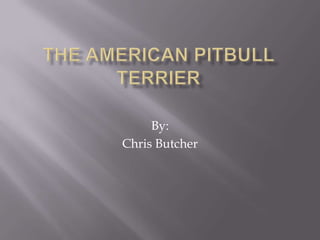 The americanpitbull terrier By:  Chris Butcher 