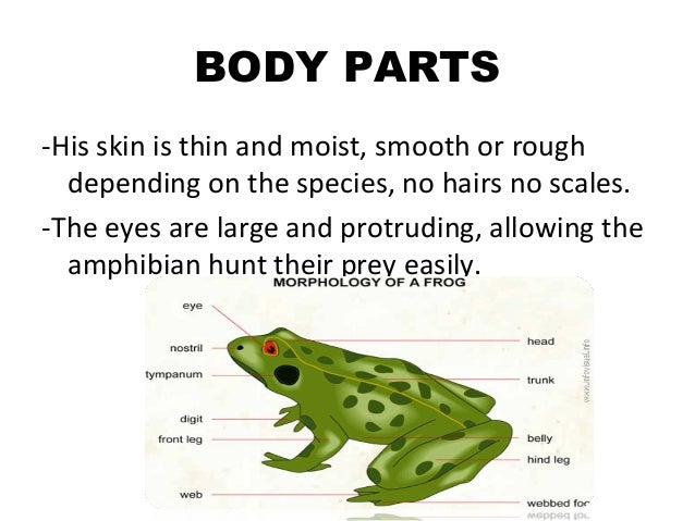 frog body parts