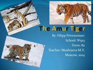 By: Filipp Privezentsev
School: №913
Form: 8a
Teacher: Mushtaeva M.V.
Moscow, 2014

 