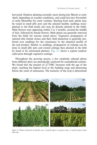 visually and confirmed using GC-FID based on the Δ9
-THC and other
cannabinoid content in samples collected at different g...