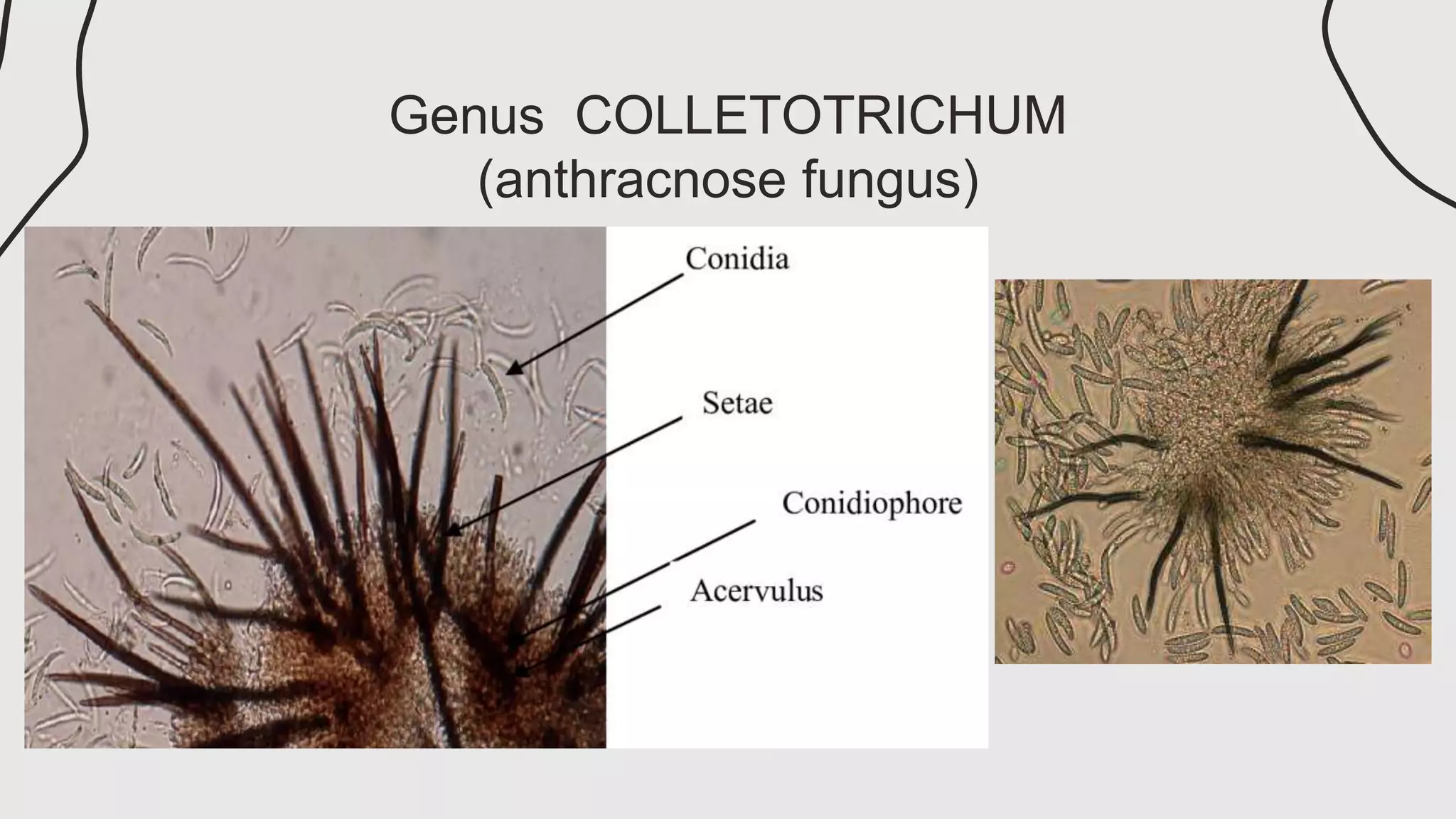 The Anamorphic Fungi.pptx