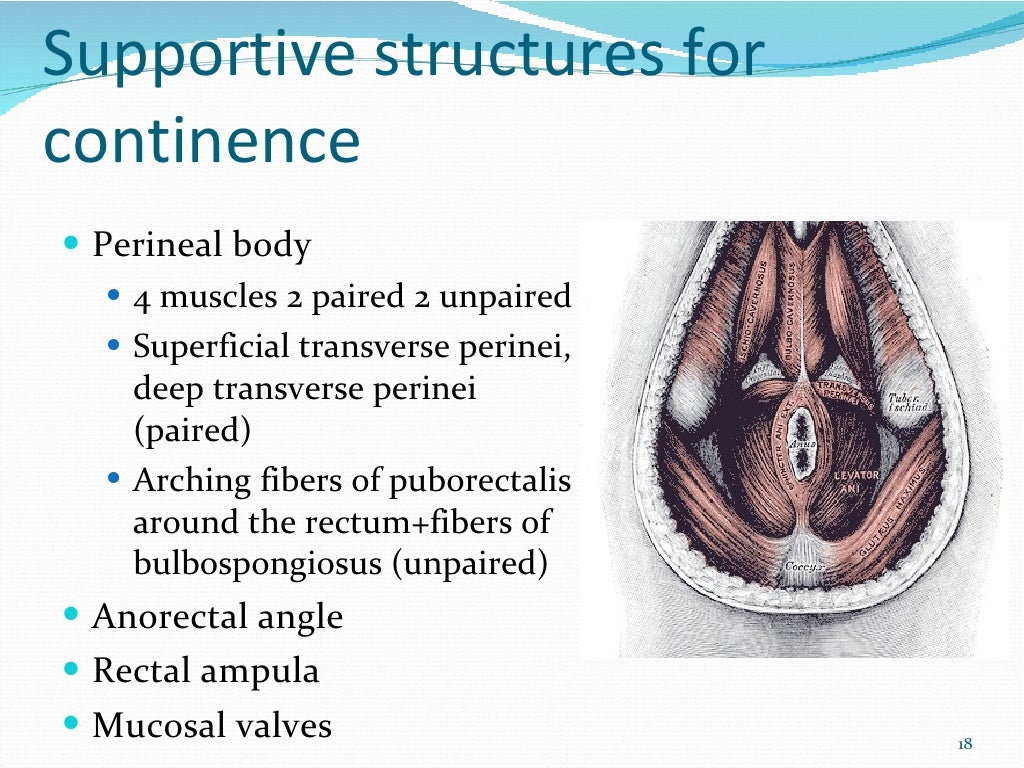 The anatomy and physiology of normal anorectum