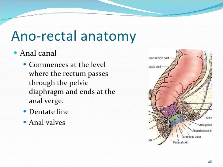 The anatomy and physiology of normal anorectum