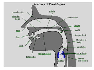 The Anatomy and Physiology of Speech Production(Phonetics) | PPTX