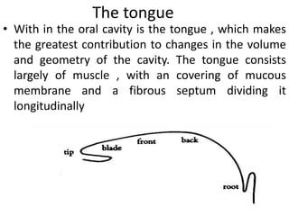 The Anatomy and Physiology of Speech Production(Phonetics) | PPTX