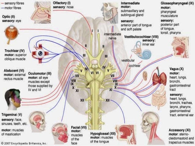 The Anatomy and Physiology of Speech Production(Phonetics)