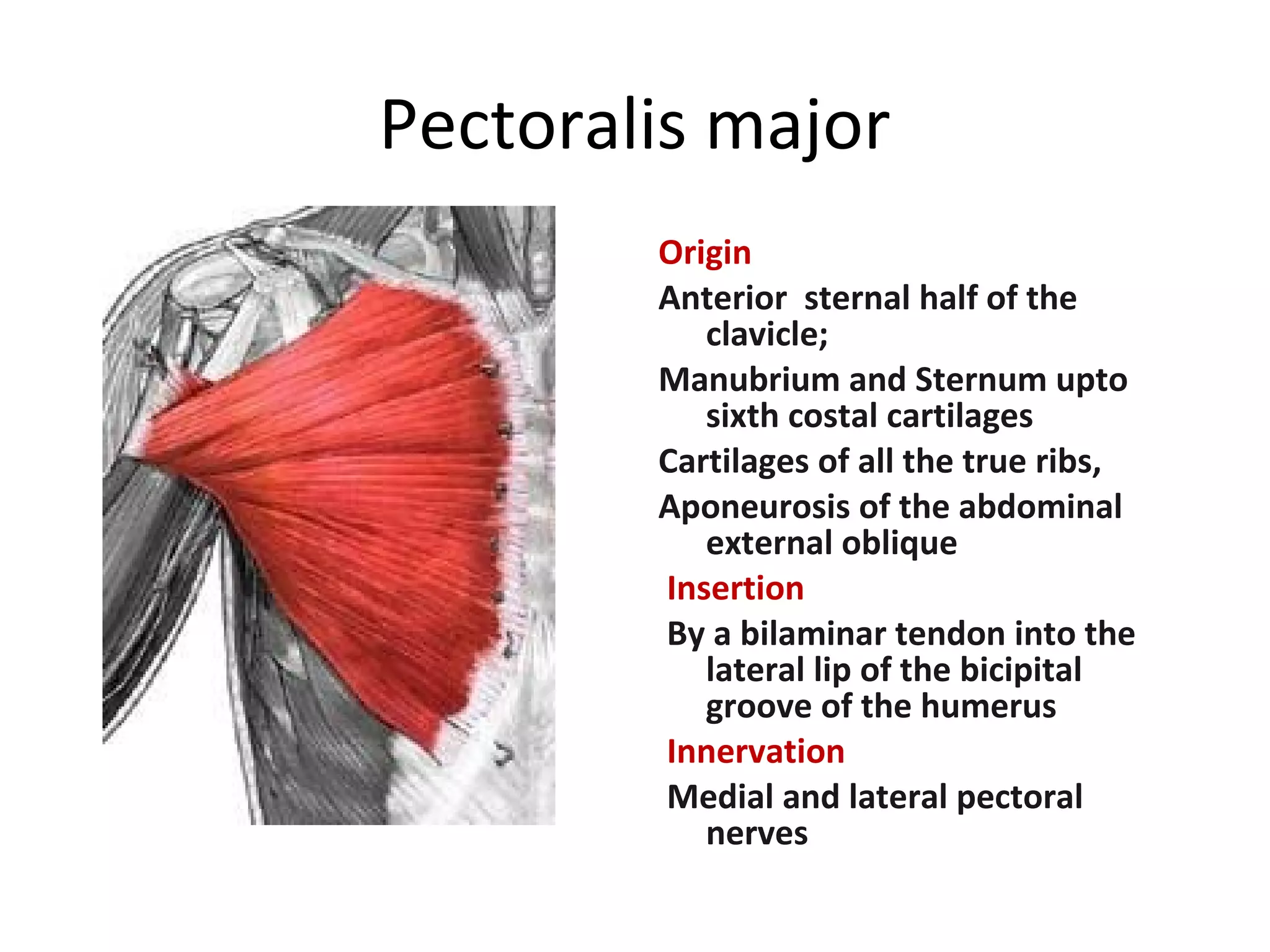 Pectoralis Major Muscle Origin And Insertion