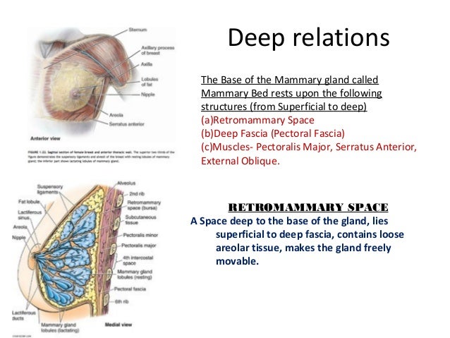 pectoral region