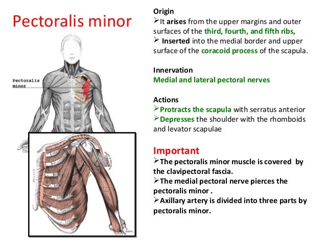 pectoral region