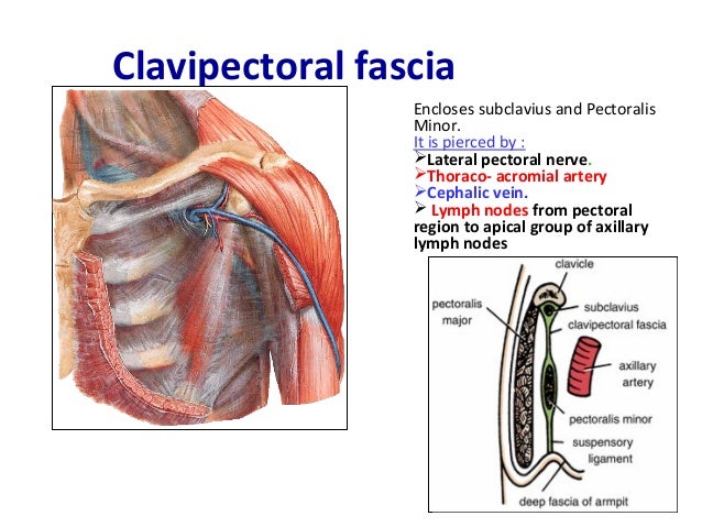pectoral region