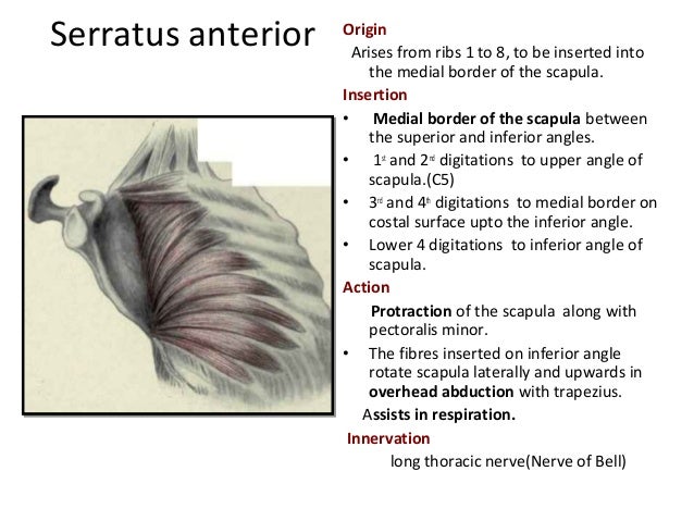 The anatomy of pectoral region
