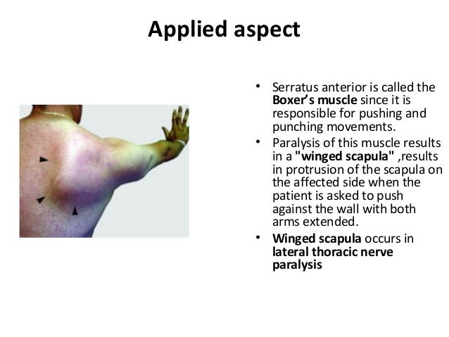 Serratus Anterior Boxer