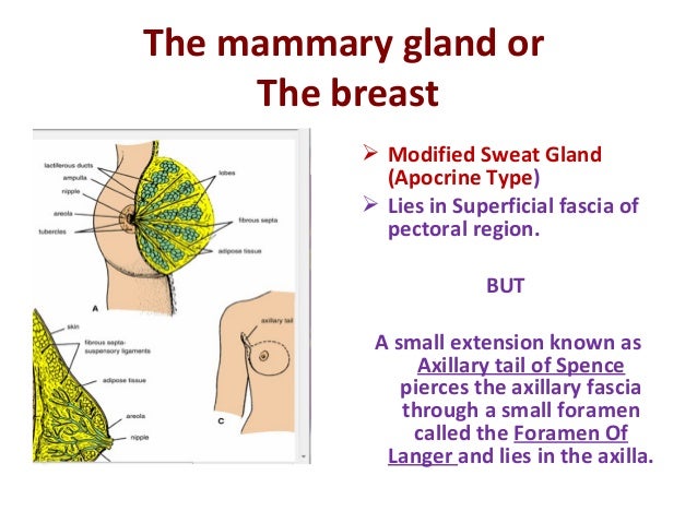 pectoral region