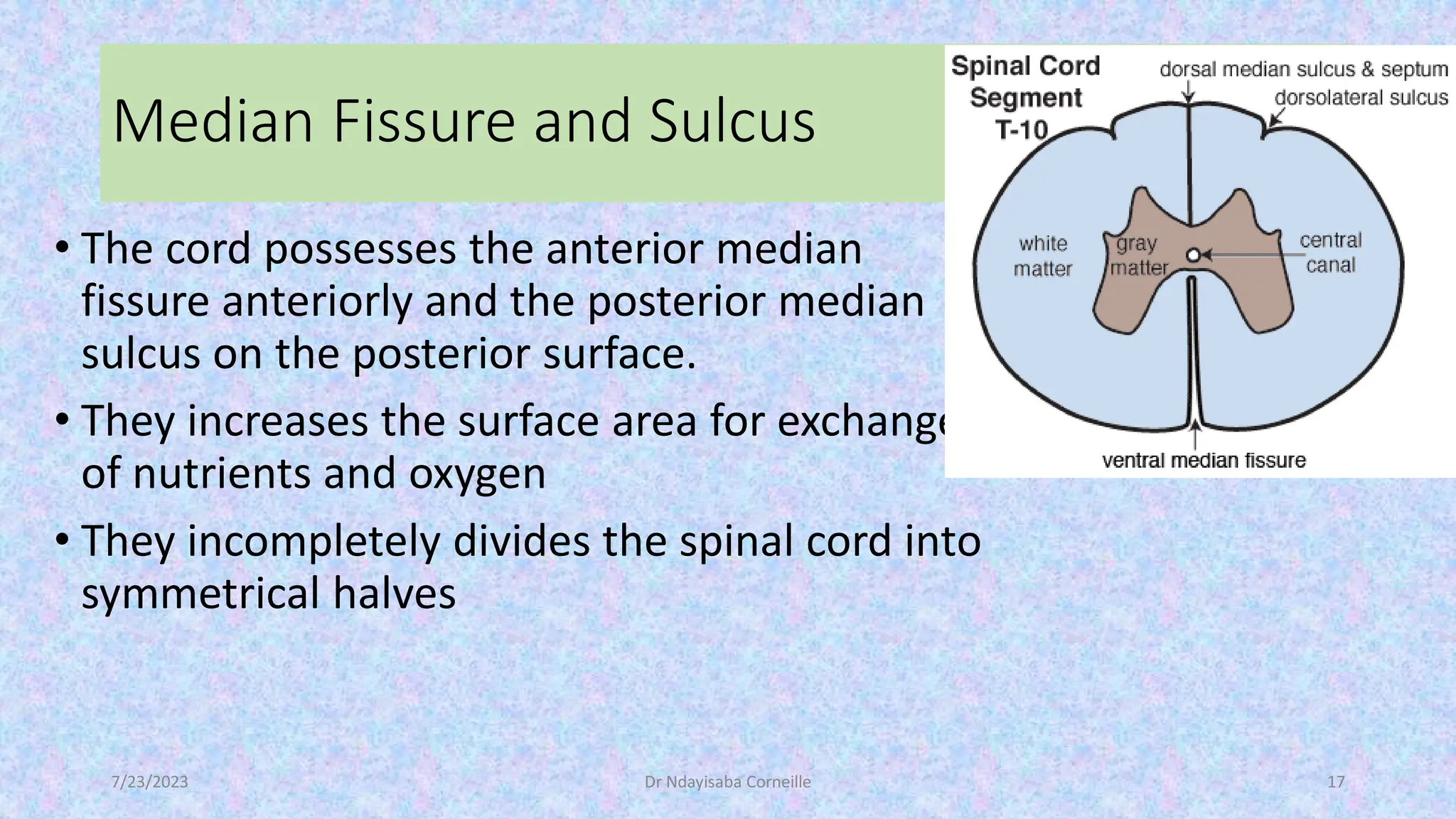 The Anatomy and physiology of Spinal cord | PDF
