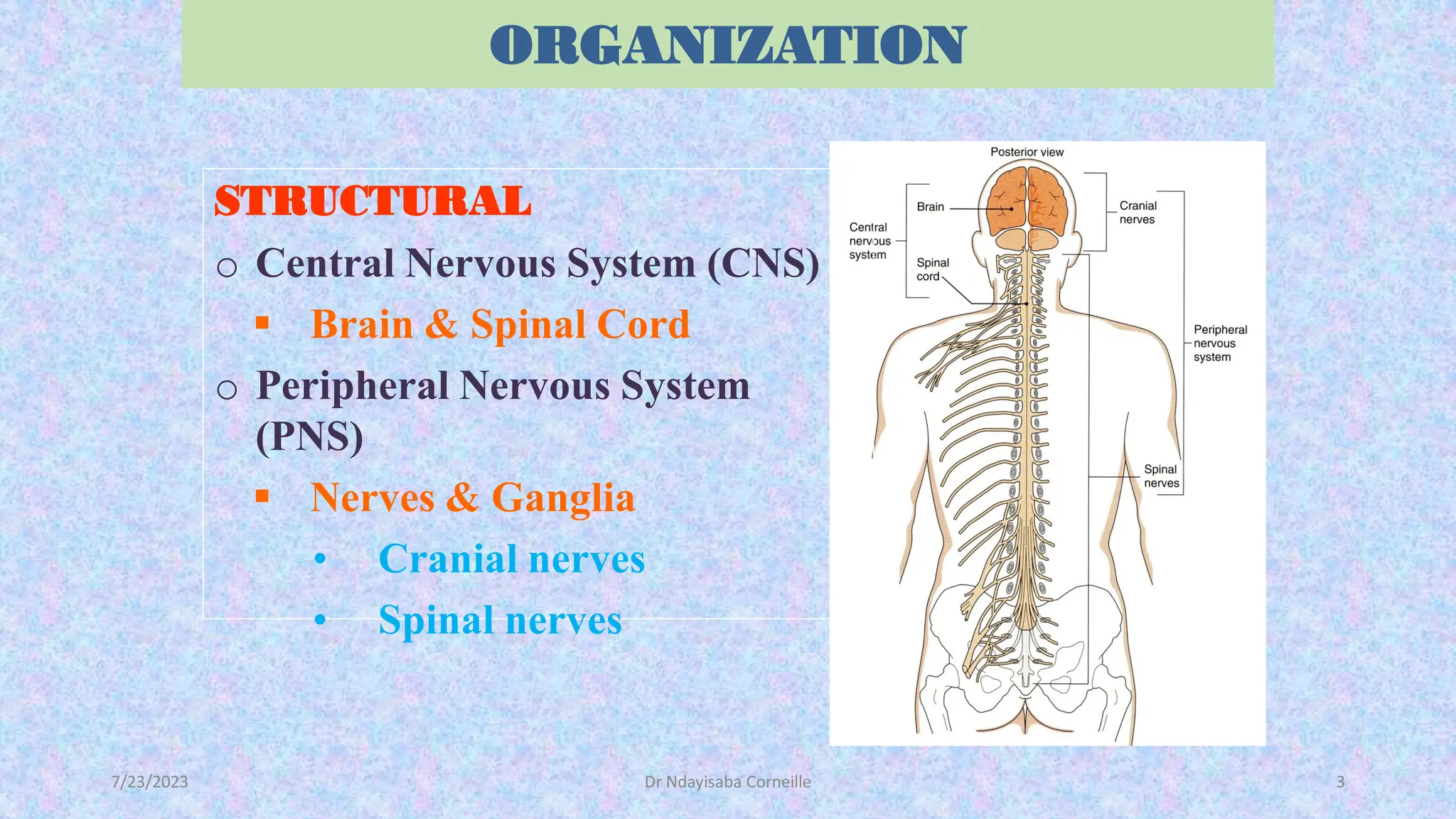 The Anatomy and physiology of Spinal cord | PDF