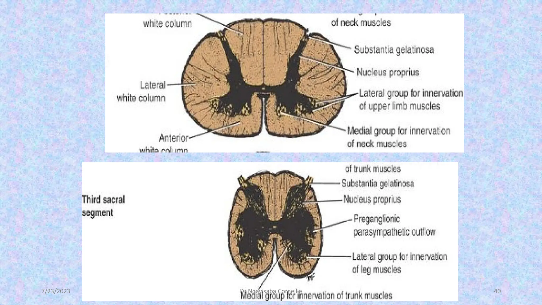 The Anatomy and physiology of Spinal cord | PDF