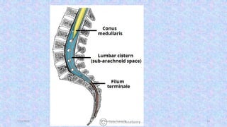 The Anatomy and physiology of Spinal cord | PDF