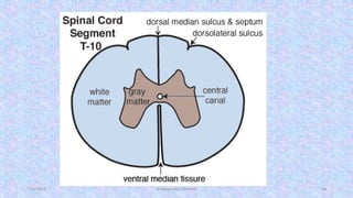 The Anatomy and physiology of Spinal cord | PDF