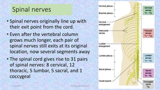 Spinal Column Point The Anatomy and physiology of Spinal cord | PDF