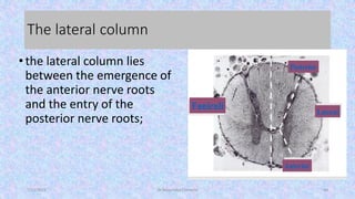Lateral Column The Anatomy and physiology of Spinal cord | PDF