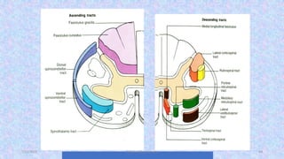 The Anatomy and physiology of Spinal cord | PDF