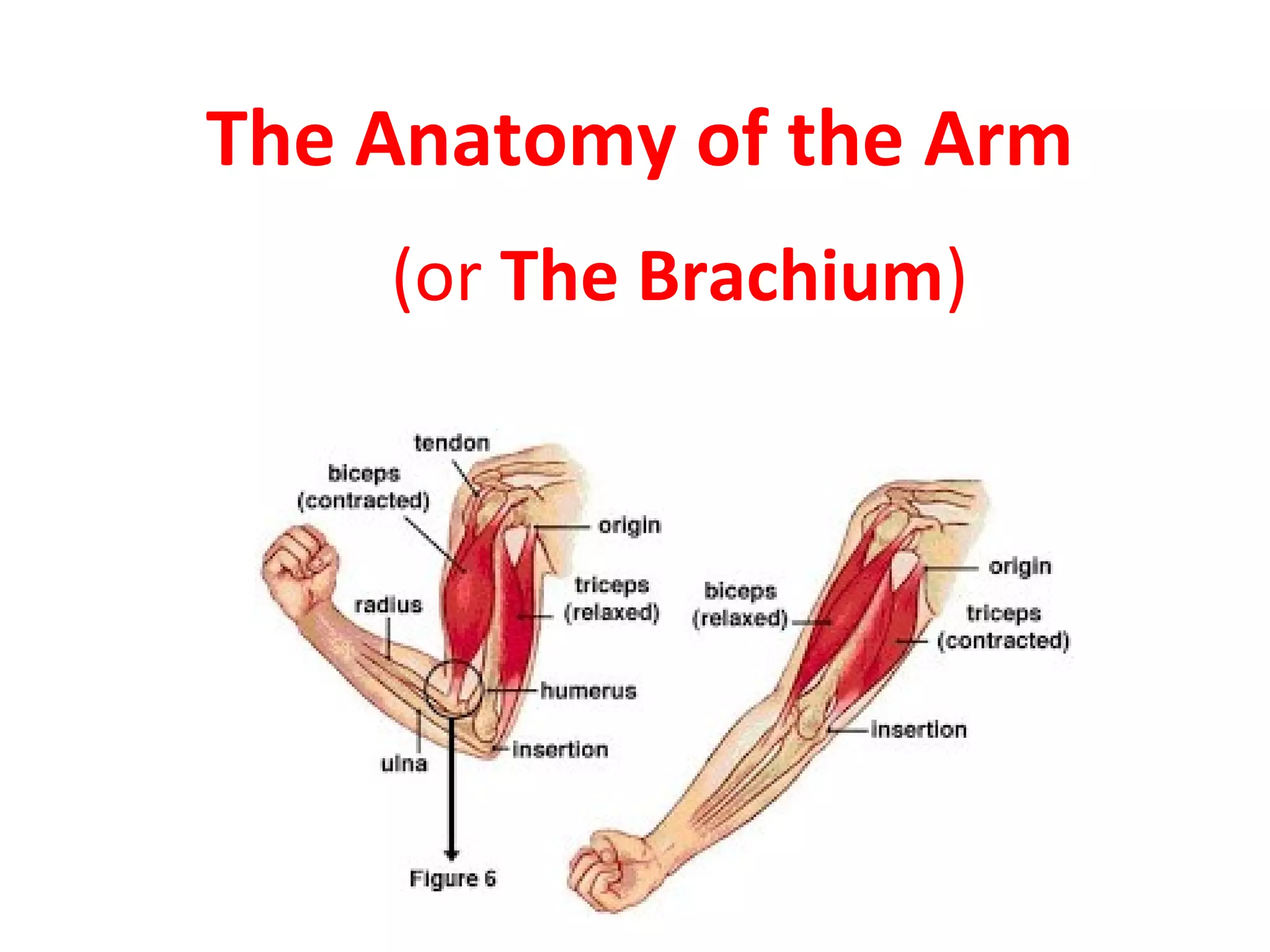 The Anatomy of the Arm
(or The Brachium)
 