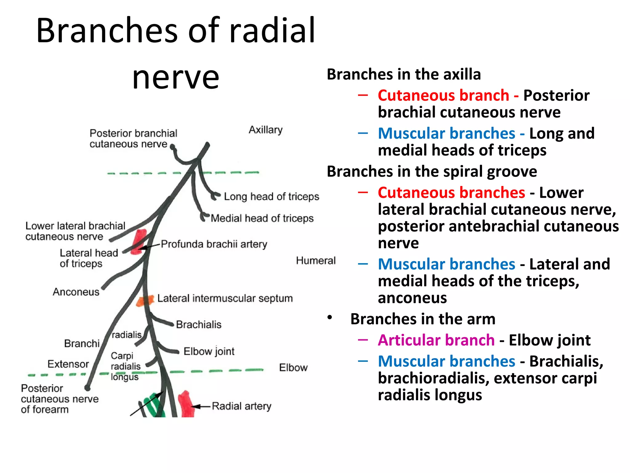Branches of radial
nerve Branches in the axilla
– Cutaneous branch - Posterior
brachial cutaneous nerve
– Muscular branches - Long and
medial heads of triceps
Branches in the spiral groove
– Cutaneous branches - Lower
lateral brachial cutaneous nerve,
posterior antebrachial cutaneous
nerve
– Muscular branches - Lateral and
medial heads of the triceps,
anconeus
• Branches in the arm
– Articular branch - Elbow joint
– Muscular branches - Brachialis,
brachioradialis, extensor carpi
radialis longus
 