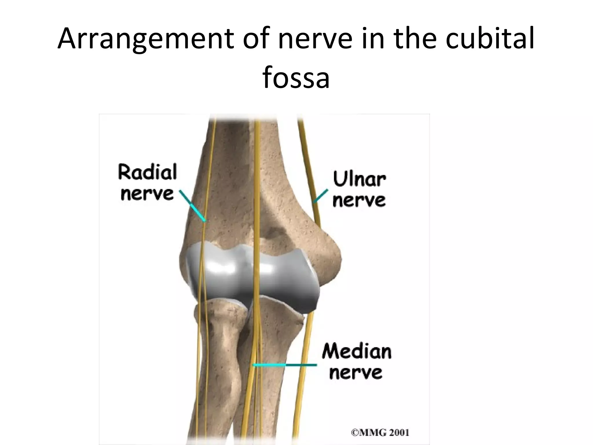 Arrangement of nerve in the cubital
fossa
 