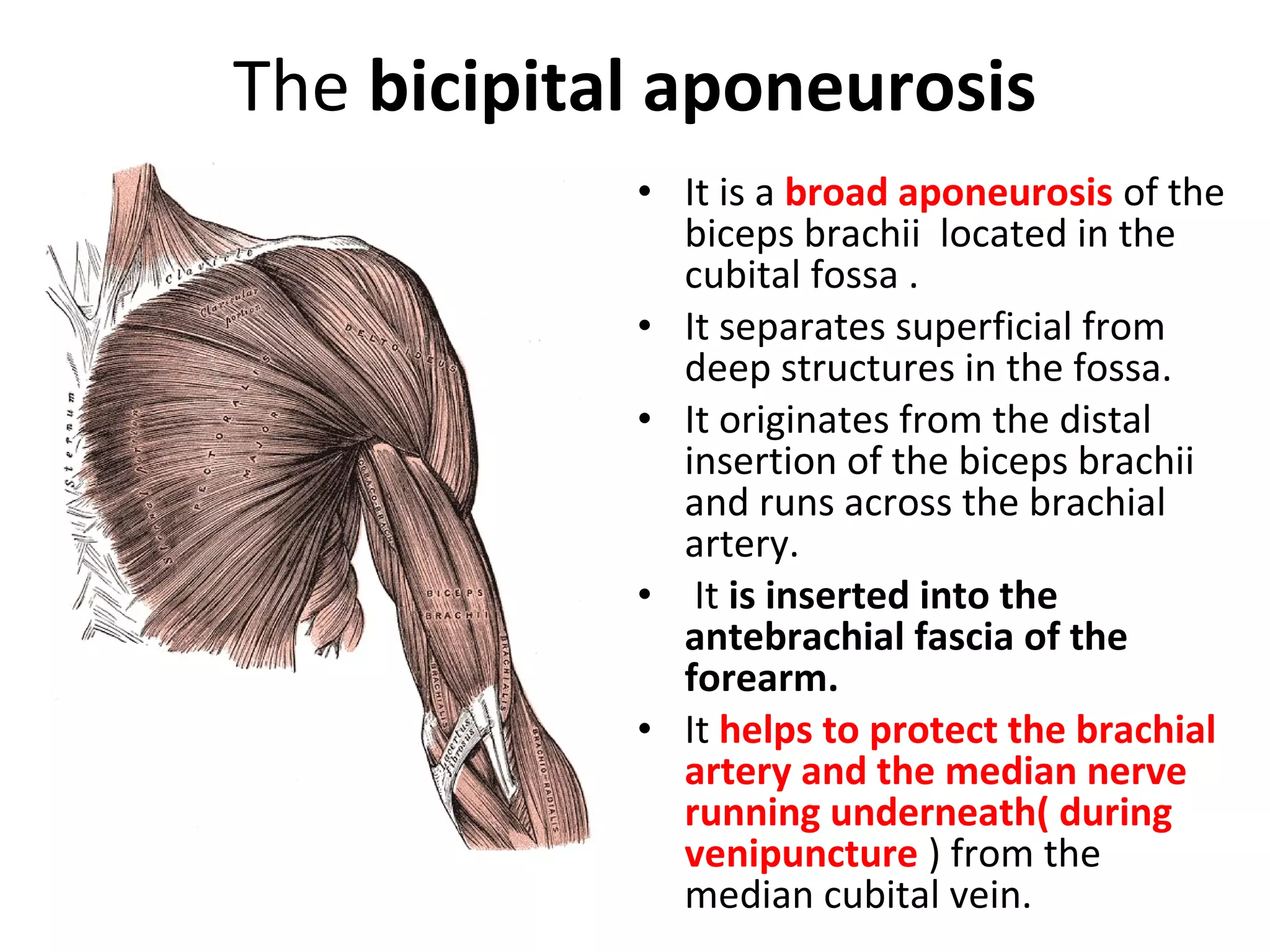 The bicipital aponeurosis
• It is a broad aponeurosis of the
biceps brachii located in the
cubital fossa .
• It separates superficial from
deep structures in the fossa.
• It originates from the distal
insertion of the biceps brachii
and runs across the brachial
artery.
• It is inserted into the
antebrachial fascia of the
forearm.
• It helps to protect the brachial
artery and the median nerve
running underneath( during
venipuncture ) from the
median cubital vein.
 