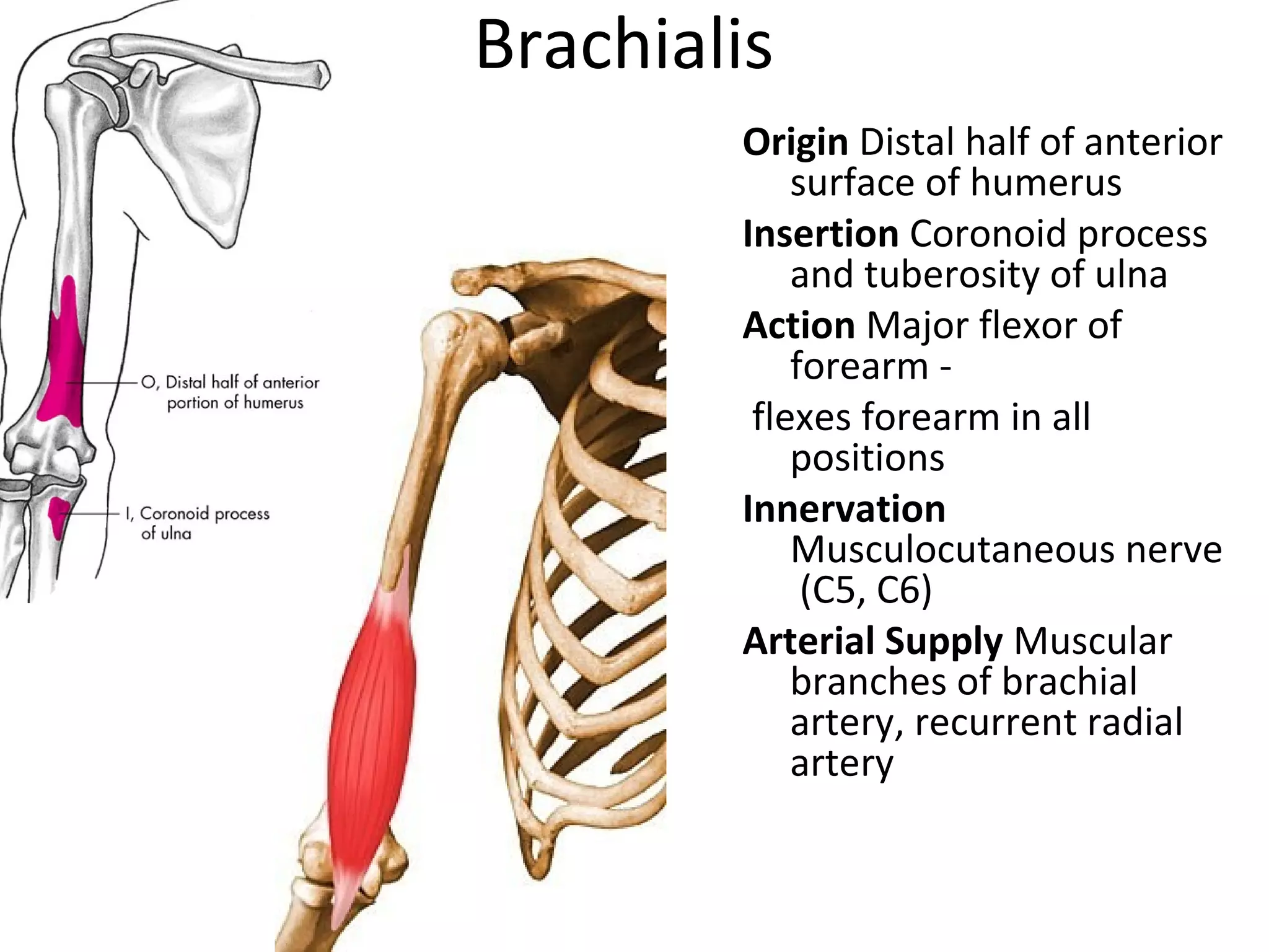 Brachialis
Origin Distal half of anterior
surface of humerus
Insertion Coronoid process
and tuberosity of ulna
Action Major flexor of
forearm -
flexes forearm in all
positions
Innervation
Musculocutaneous nerve
(C5, C6)
Arterial Supply Muscular
branches of brachial
artery, recurrent radial
artery
 