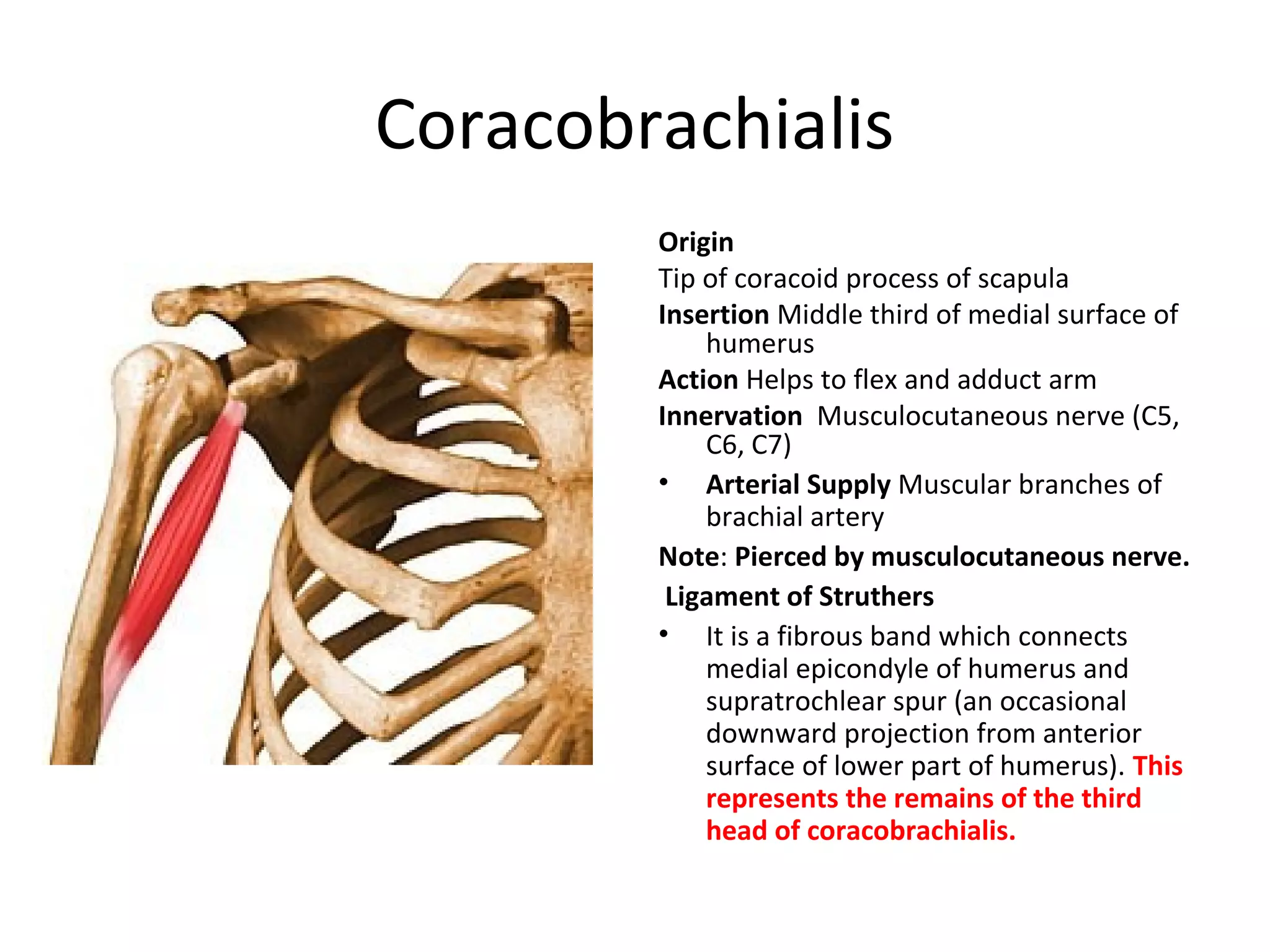 Coracobrachialis
Origin
Tip of coracoid process of scapula
Insertion Middle third of medial surface of
humerus
Action Helps to flex and adduct arm
Innervation Musculocutaneous nerve (C5,
C6, C7)
• Arterial Supply Muscular branches of
brachial artery
Note: Pierced by musculocutaneous nerve.
Ligament of Struthers
• It is a fibrous band which connects
medial epicondyle of humerus and
supratrochlear spur (an occasional
downward projection from anterior
surface of lower part of humerus). This
represents the remains of the third
head of coracobrachialis.
 