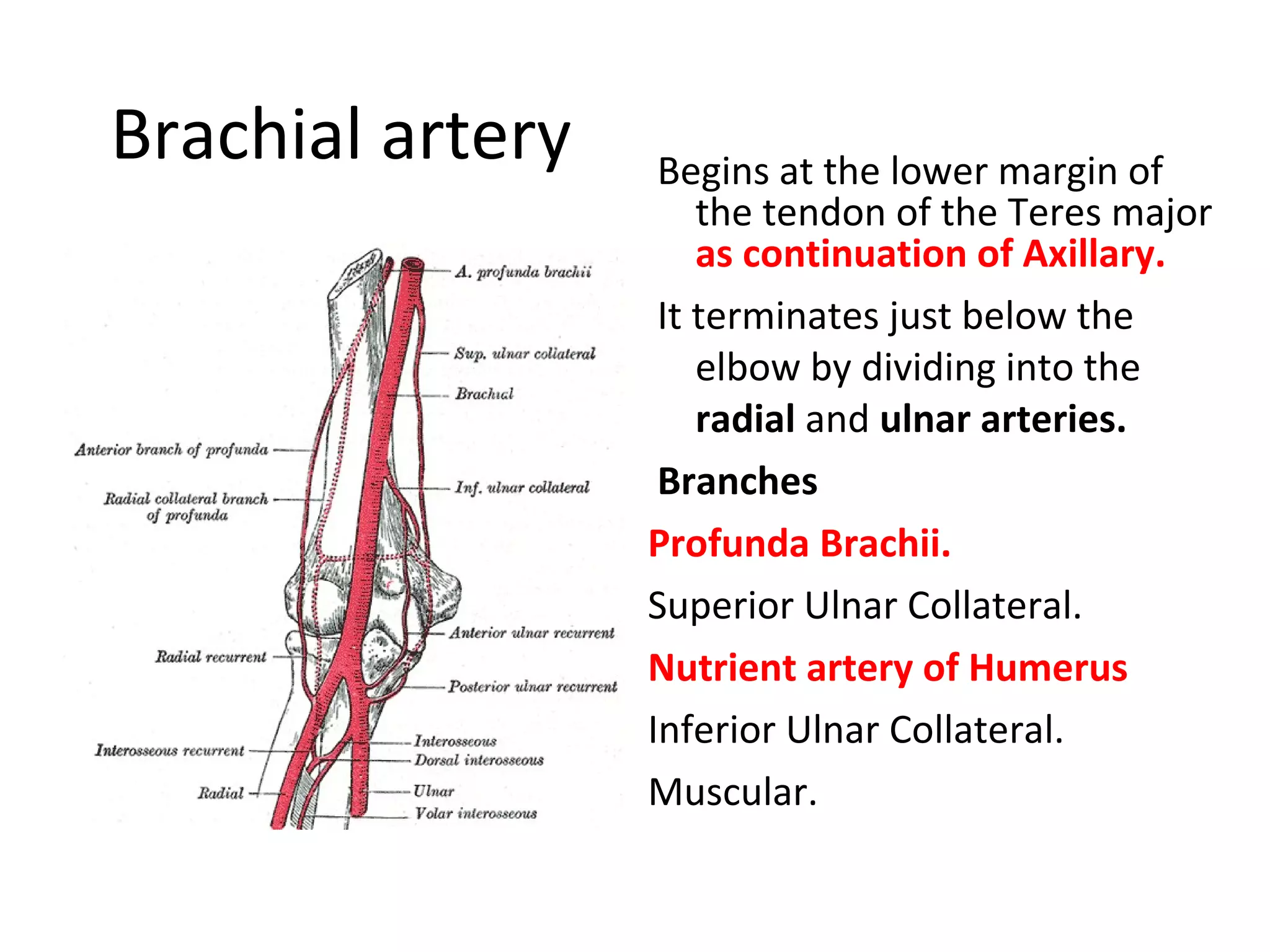 Brachial artery Begins at the lower margin of
the tendon of the Teres major
as continuation of Axillary.
It terminates just below the
elbow by dividing into the
radial and ulnar arteries.
Branches
Profunda Brachii.
Superior Ulnar Collateral.
Nutrient artery of Humerus
Inferior Ulnar Collateral.
Muscular.
 