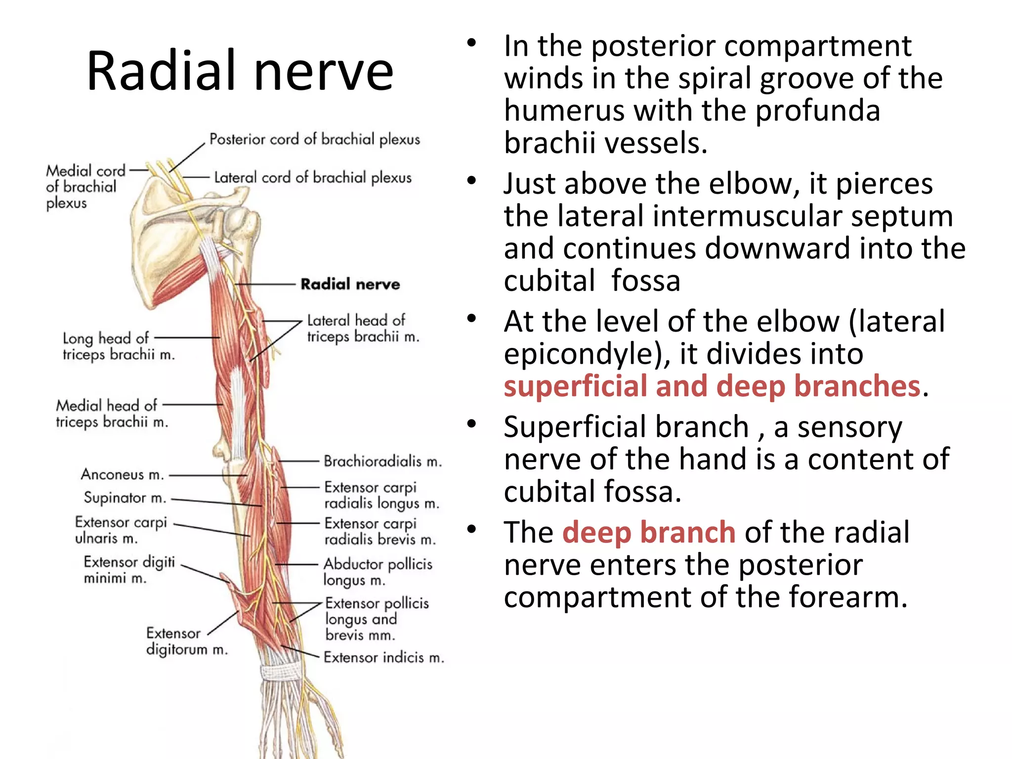 Radial nerve
• In the posterior compartment
winds in the spiral groove of the
humerus with the profunda
brachii vessels.
• Just above the elbow, it pierces
the lateral intermuscular septum
and continues downward into the
cubital fossa
• At the level of the elbow (lateral
epicondyle), it divides into
superficial and deep branches.
• Superficial branch , a sensory
nerve of the hand is a content of
cubital fossa.
• The deep branch of the radial
nerve enters the posterior
compartment of the forearm.
 