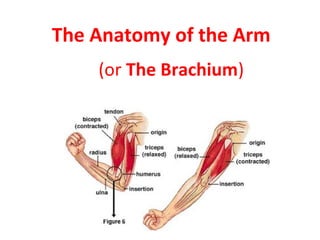 The Anatomy of the Arm
(or The Brachium)
 