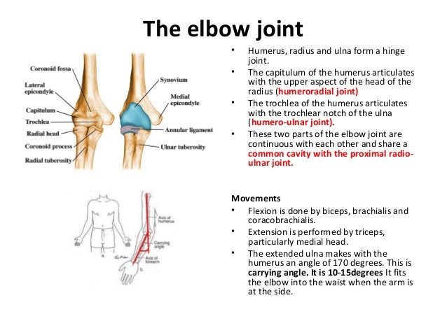the anatomy of the arm the humerus radius and what form the elbow joint