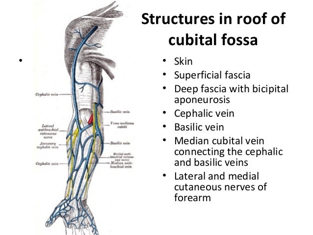The anatomy of the arm