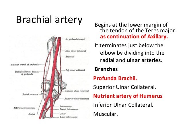 The anatomy of the arm