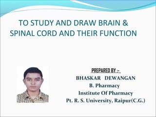 TO STUDY AND DRAW BRAIN &
SPINAL CORD AND THEIR FUNCTION
PREPARED BY :-
BHASKAR DEWANGAN
B. Pharmacy
Institute Of Pharmacy
Pt. R. S. University, Raipur(C.G.)
 
