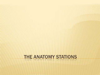 THE ANATOMY STATIONS
 