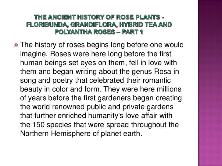 The Ancient History of Rose Plants Floribunda, Grandiflora, Hybrid